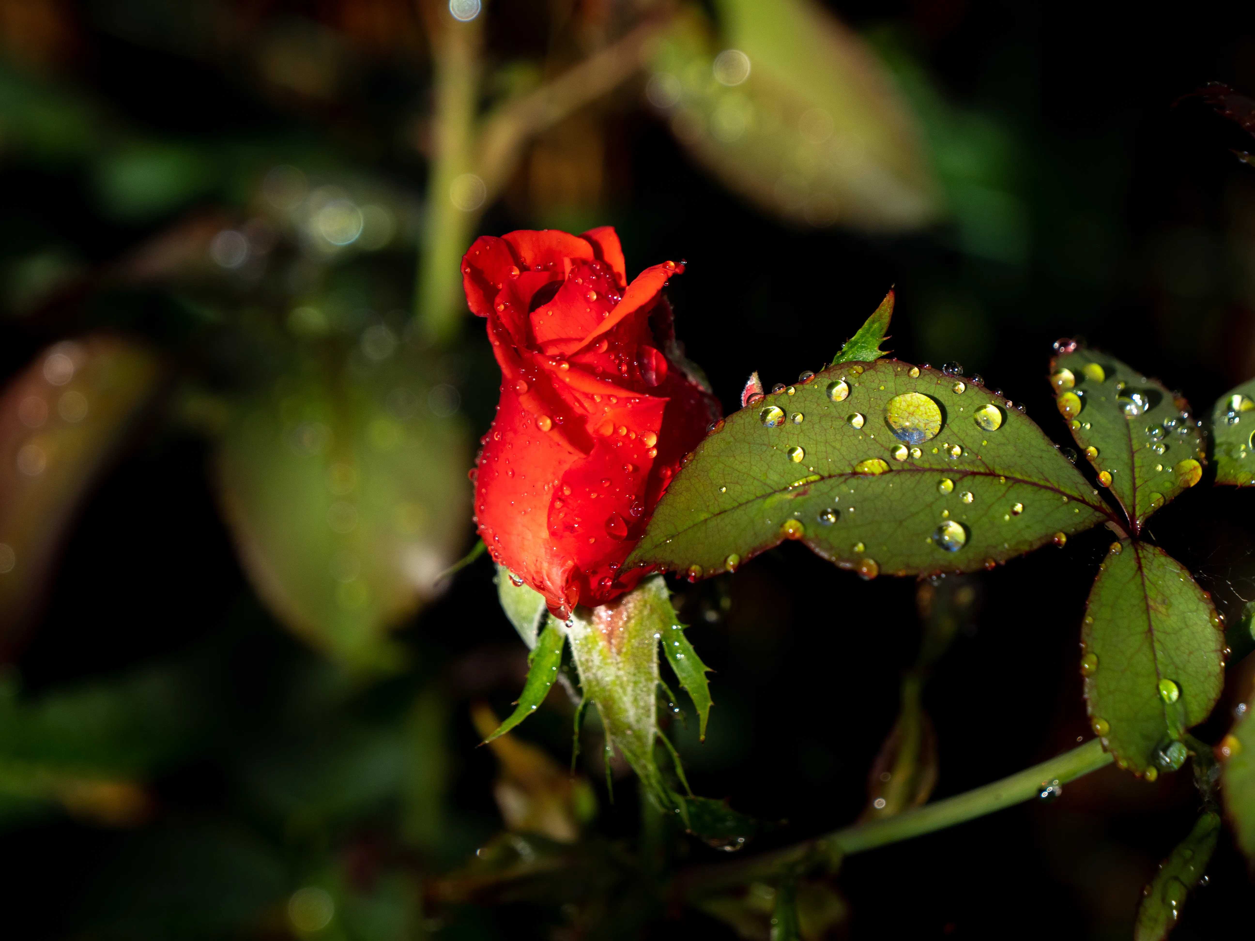 Flowers Blooming Cover